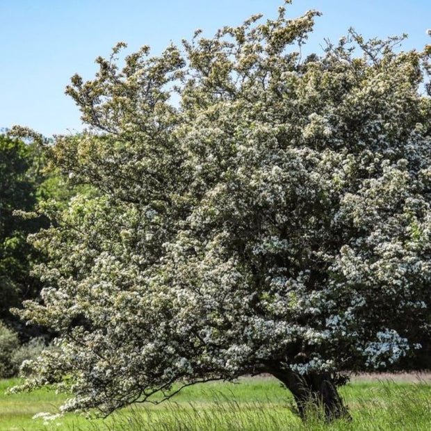 trees for all seasons