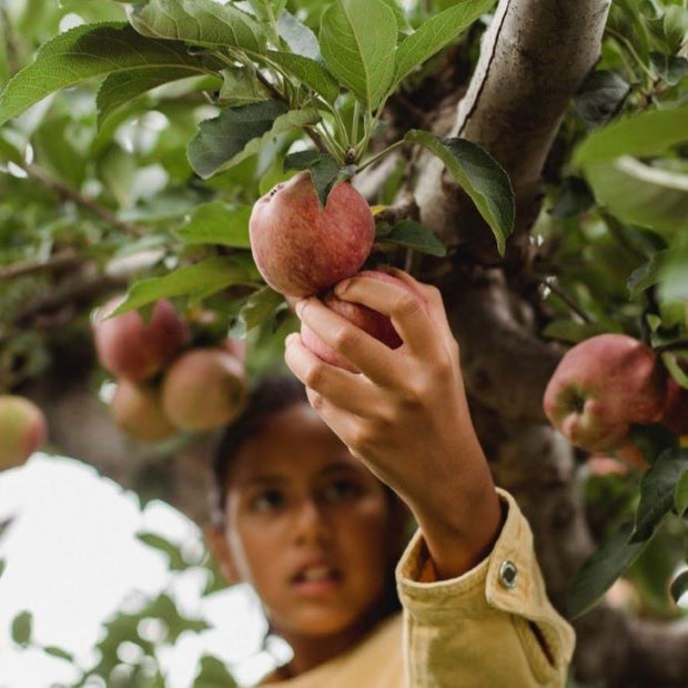 thinning apples