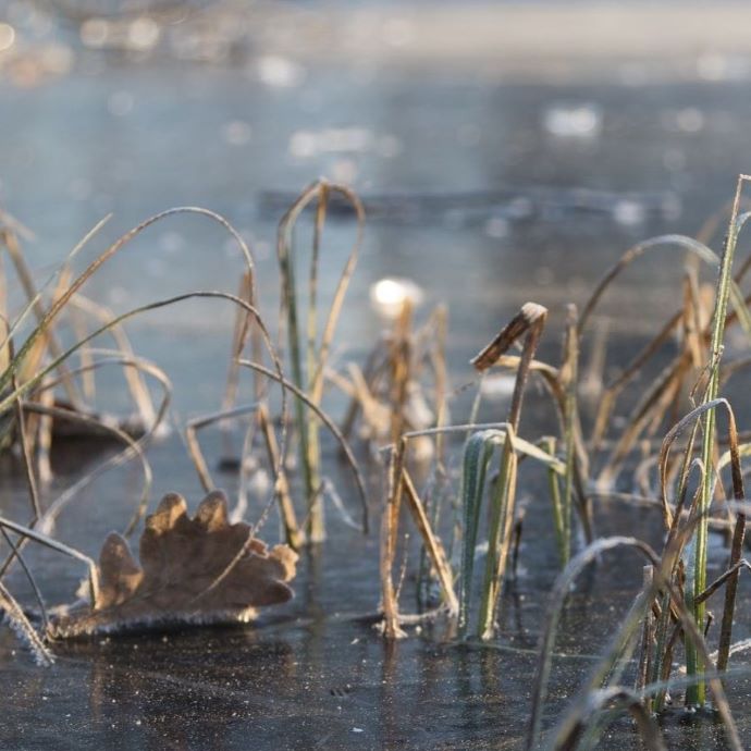 winter pond plants
