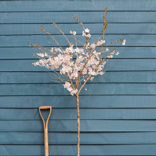 'The Bride' Cherry Blossom Tree | Prunus incisa Ornamental Trees