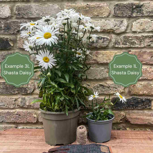 Leucanthemum 'Madonna' | Shasta Daisy Perennial Bedding