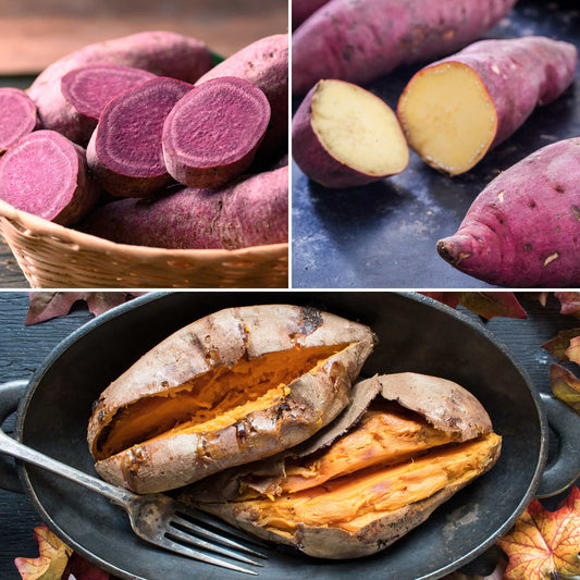 Best Sweet Potato Plants | Grower's Choice Vegetables