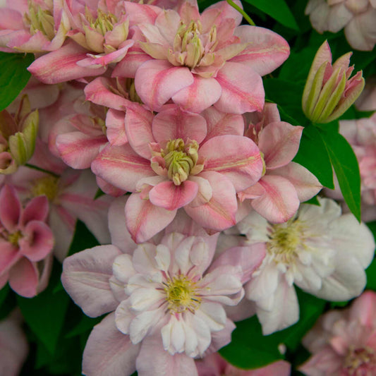 Clematis 'Innocent Glance' Climbing Plants