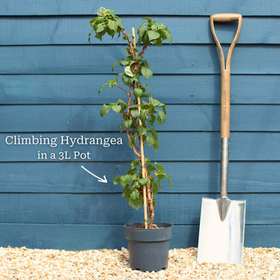 Climbing Hydrangea | Hydrangea petiolaris Climbing Plants