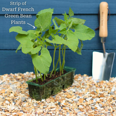 'Tendergreen' Dwarf French Green Bean Plants Vegetables