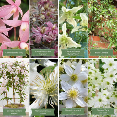 Easy Clematis Collection | No Pruning Needed Climbing Plants