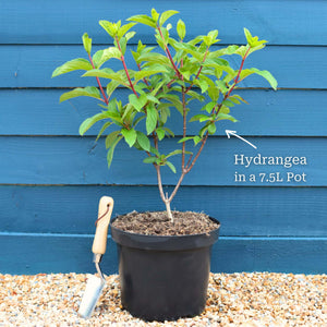 Hydrangea macrophylla 'Little Blue' Shrubs