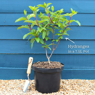 Hydrangea macrophylla 'Little Blue' Shrubs