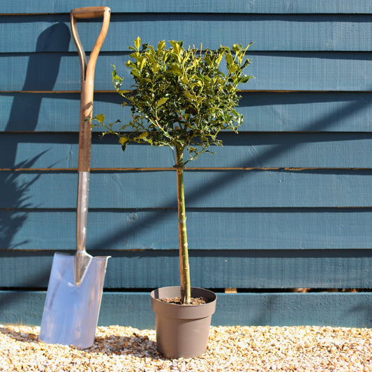 Patio Holly Tree | Ilex aquifolium 'Alaska' Ornamental Trees