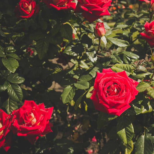My Valentine' Hybrid Tea Rose Shrubs