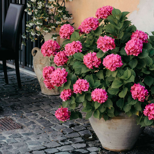 Hydrangea macrophylla 'Little Pink' Shrubs