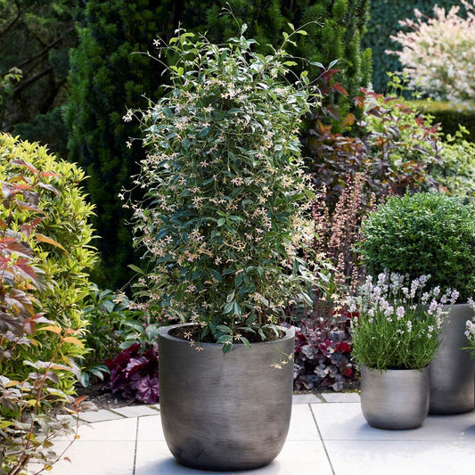 Pink Star Jasmine | Trachelospermum jasminoides 'Star of Milano' Climbing Plants