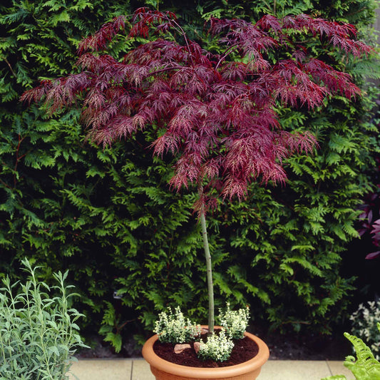 Red Weeping Japanese Maple Tree | Acer palmatum 'Garnet' Ornamental Trees