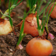 White Onion Plants Vegetables