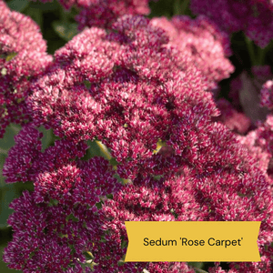 Sensory Garden Plants | Tactile, Bright & Fragrant Perennial Bedding