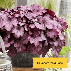 Sensory Garden Plants | Tactile, Bright & Fragrant Perennial Bedding