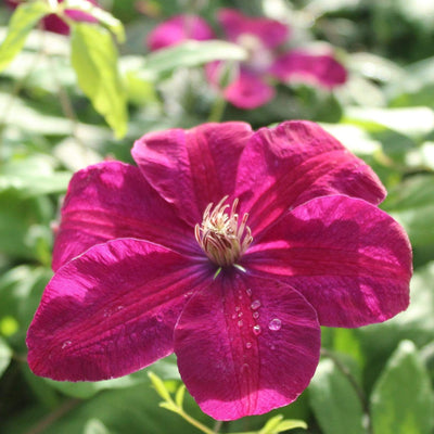 90cm Clematis 'Rouge Cardinal' | 3L Pot Climbing Plants