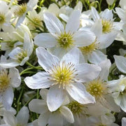 Clematis 'Cartmanii Joe' | On a 90cm Cane in a 3L Pot Climbing Plants