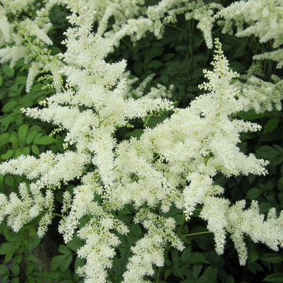 Astilbe White Pond Plants