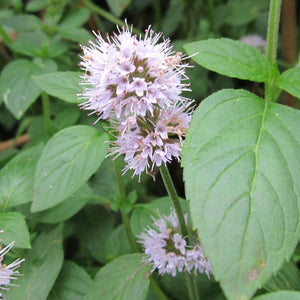 Water Mint | Mentha aquatica Pond Plants