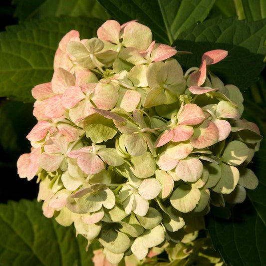 Hydrangea macrophylla Madame Emile Mouillere Shrubs