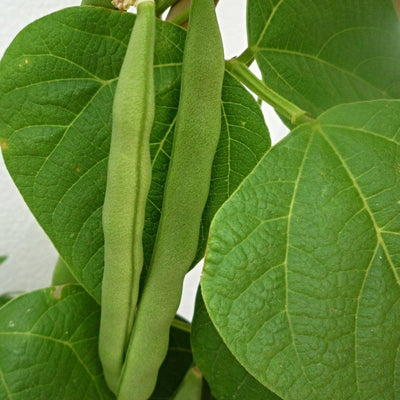 10 Organic 'Tendergreen' Dwarf French Green Bean Plants Vegetables