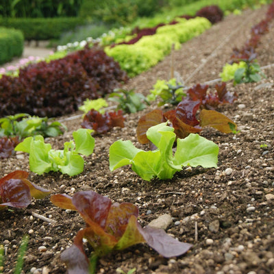 Mixed Baby Leaf Lettuce Plants Vegetables