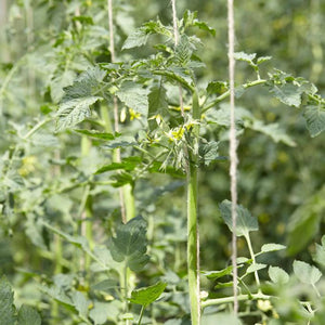 5 Organic 'Tigerella' Tomato Plants Vegetables