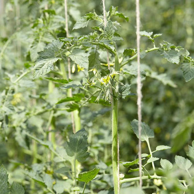 5 Organic 'Tigerella' Tomato Plants Vegetables